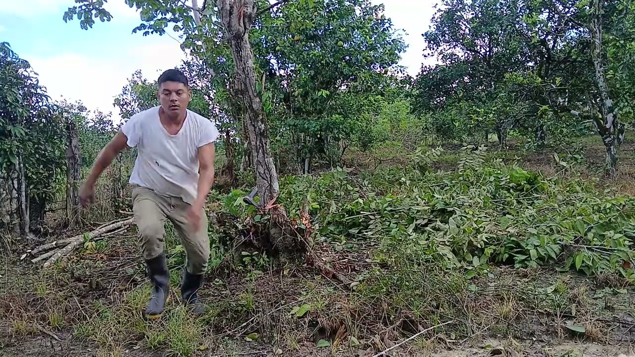 CORTANDO    UN ARBOL  CON UNA ACHA