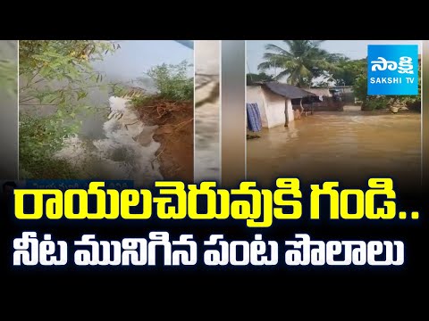 రాయలచెరువుకి గండి..| Crop Loss in Tirupati District due to Rayalacheruvu Gandi | @sakshitv