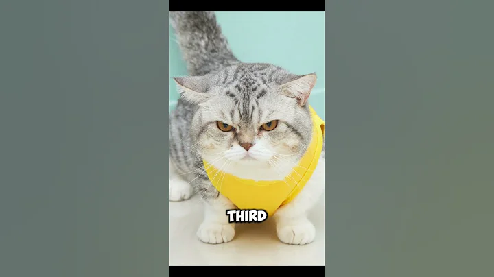 Video 11311041: munchkincat cutecat, munchkincat catlover, munchkin cat