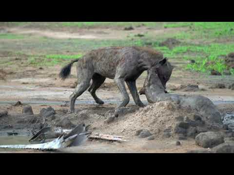 hyenas fight