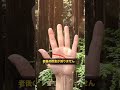 3本の線の濃さに、老後のお金が書かれている手相です✨️コメント欄に1、2、3の数字で教えてください🌸#手相 #手相占い #スピリチュアル #金運 #老後
