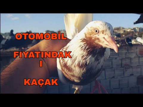 OTOMOBİL FIYATINDAKI KAÇAK