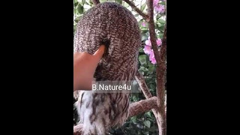 Owl  🦉🦉🦉  Amazing Animal | head turn 360° | Some people Scarry but beautiful 🦉owl 🦉-1.3k view