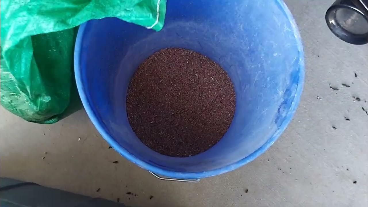 The Ultimate Chicken Feed Mix For Mass Egg Production. YouTube