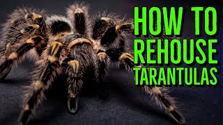 How To Rehouse a Tarantula  Terrestrial Species