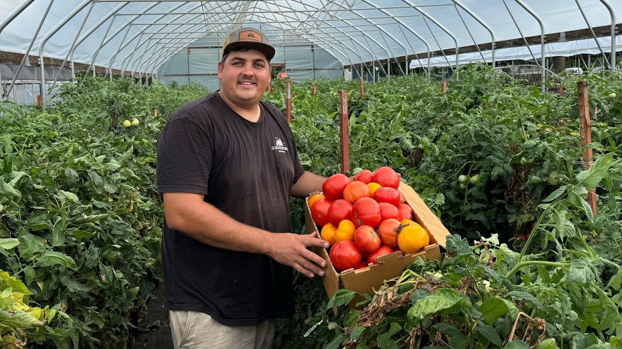 Harvesting 3,000 lbs of Tomatoes 🍅- New Pot System Pays Off.