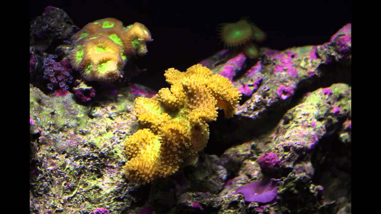 Yellow Fiji Leather Coral Timelapse YouTube