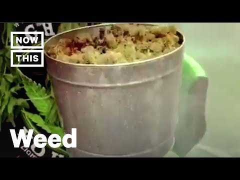 weed-smoker-hot-boxes-tent-with-a-leaf-blower-|-nowthis