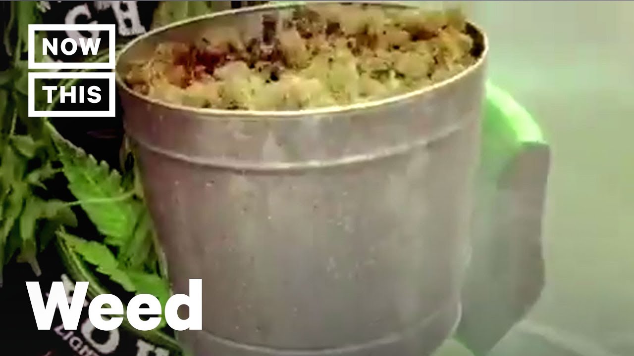 Weed Smoker Hot Boxes Tent With a Leaf Blower NowThis YouTube