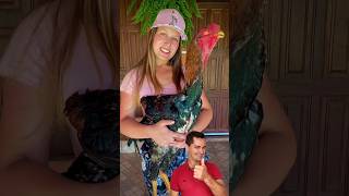 Galo Índio Gigante Portinari