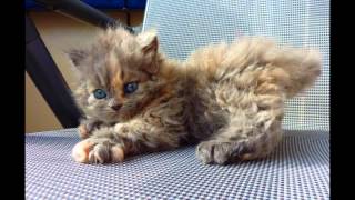 Селкирк рекс (Selkirk rex) породы кошек( Slide show)! Селкирк рекс (Selkirk rex) породы кошек( Slide show)!