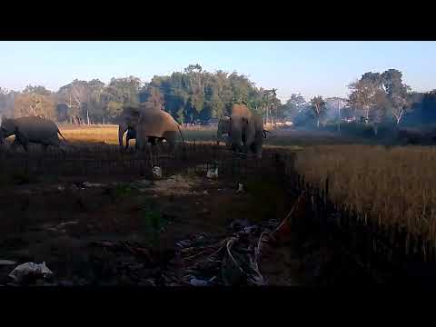 Numaligar Marangi Hati Manuhor Honghat Aji Ratipua Danoni Potharo Pora Ulai