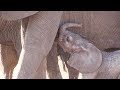 New Born Elephant's First Steps in the wilderness of the Kruger Park