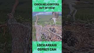 Osprey Chick, Breac, helicopters out of view