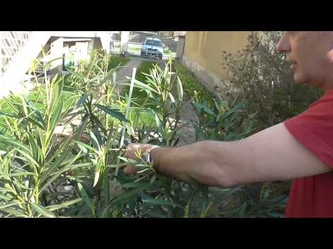 Videó: Oleander vágás – Ismerje meg, hogyan és mikor kell metszeni az oleandert