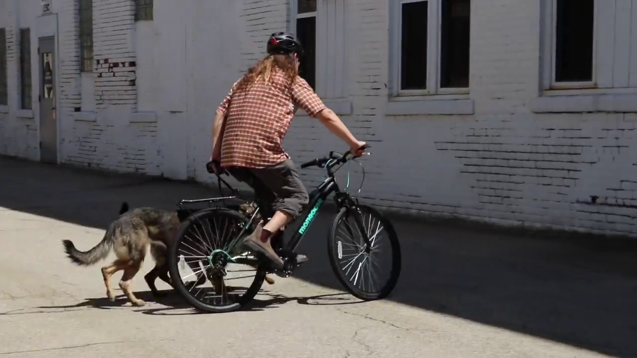 dog trainer in delhi Dog Training | Bike Circles - Spatial Awareness | Solid K9 Training Dog Training