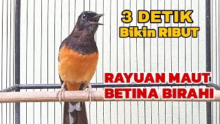 Murai Betina BIRAHI Rayuan MAUT 3 DETIK BIKIN RIBUT 