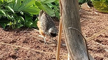 CUA W MAG HAIB TIAG TIAG 3