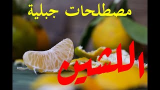 اللشين أو البرتقال المغربي البلدي .#جبالة