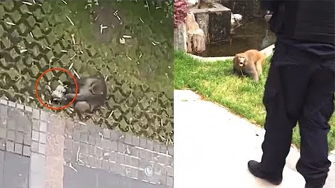 小區潑猴「虐貓」逮着貓咪折磨，聽到慘叫住戶不敢帶孩子出門玩 - 天天要聞