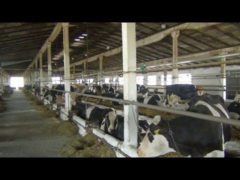 Привязное содержание коров в фермерском хозяйстве "Деметра-2010"