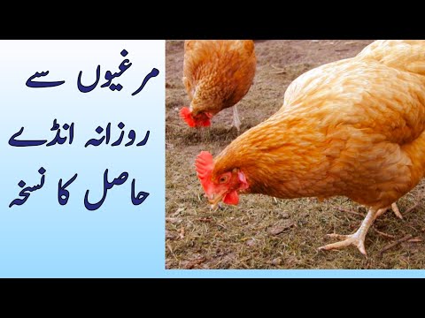 Rural Poultry and get Maximum eggs in winter