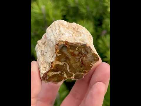 Скам'яніле дерево (зріз) поліроване - натуральний камінь - Мадагаскар, видео 1