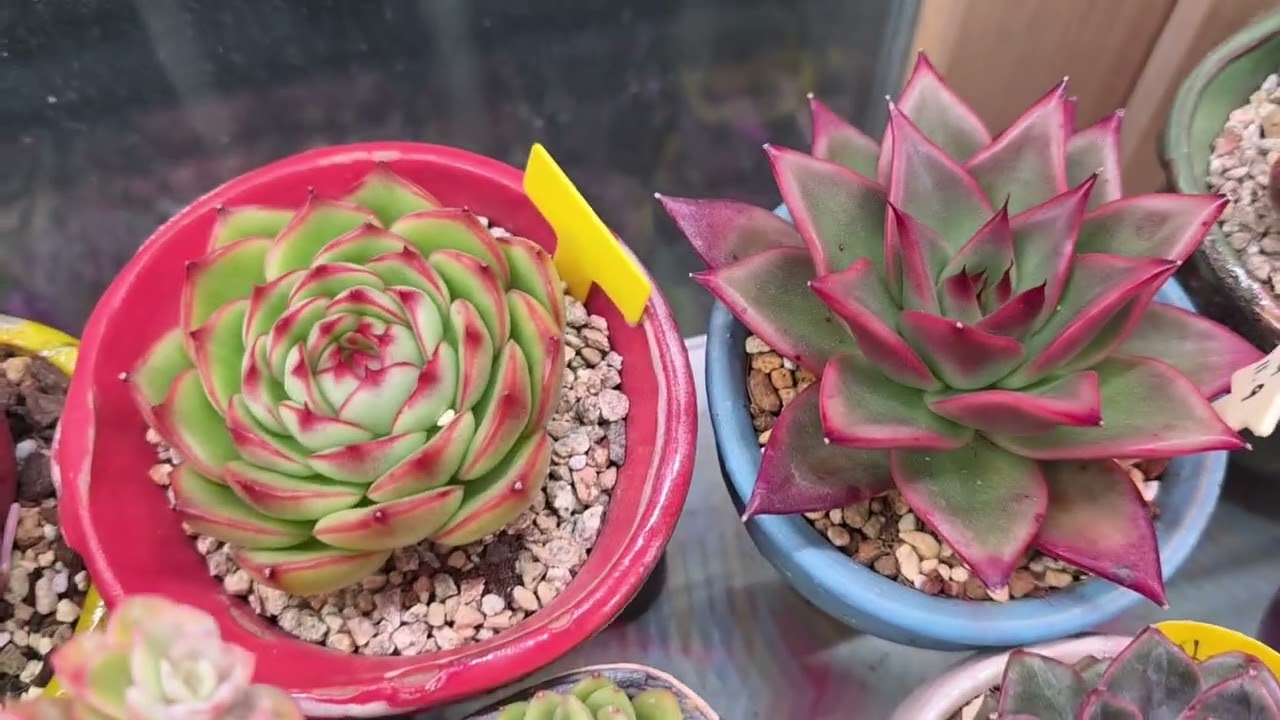 26.3.2 베란다에서 노는중