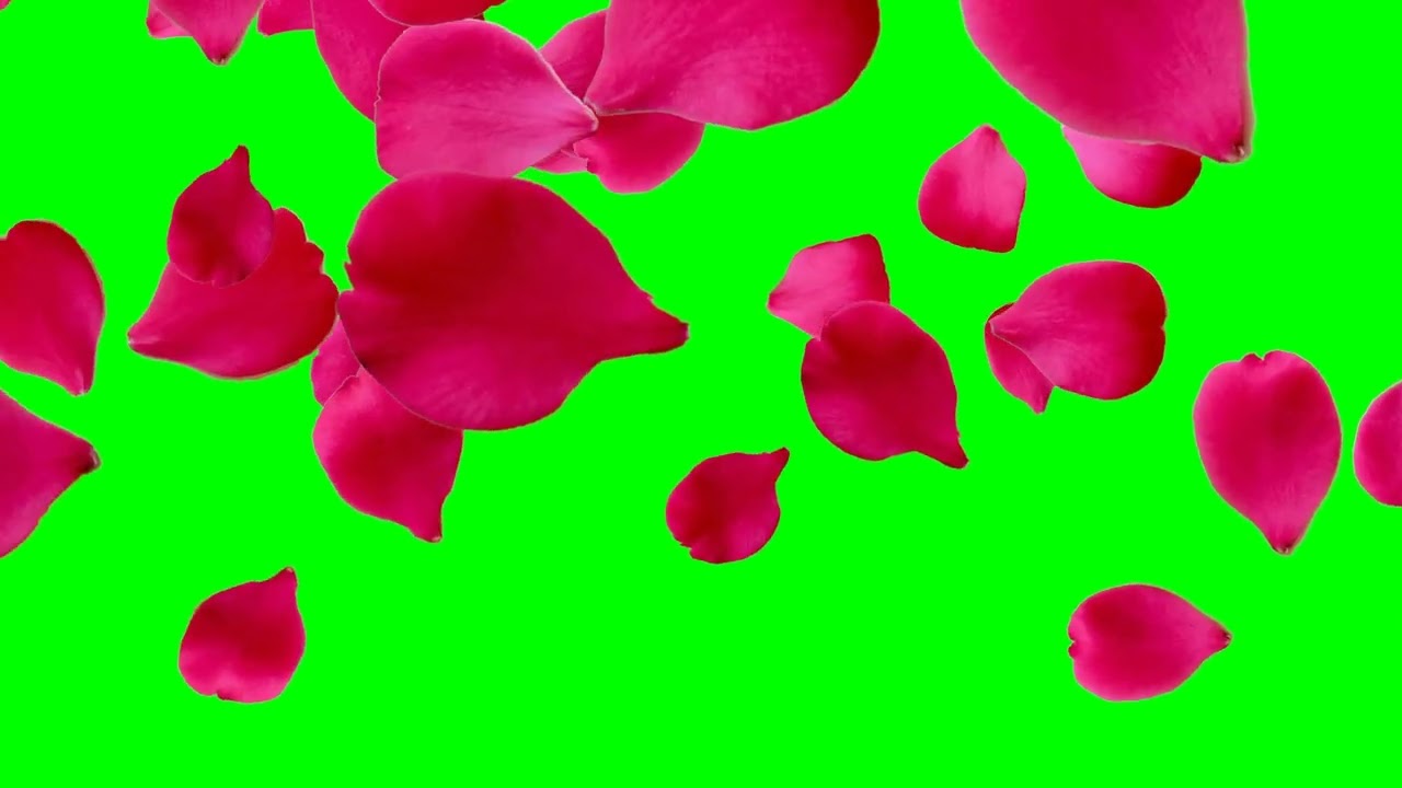 Rose petals falling green screen effects animation | rose flowers petals | free download