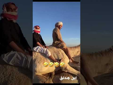 الفحل يضرب الناقة وهم راكبين