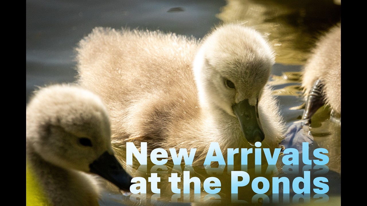 New Arrivals at the Ponds - YouTube