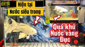 Lọc Tràn Trên Hồ Cá Và Đây Là Cách Giúp Tràn Trên Hiệu Quả - Nước Trong Cá Khỏe Và Dạng Người.