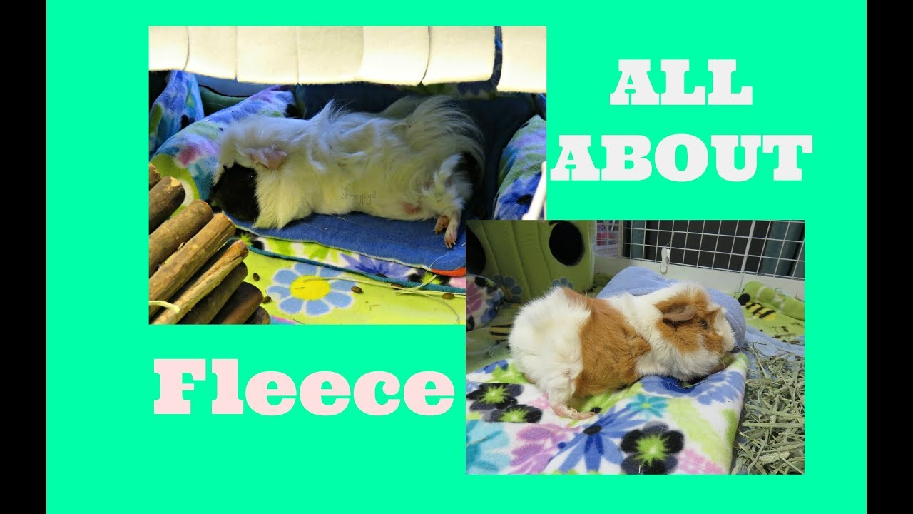 wicking fleece for guinea pigs