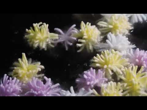 京都买的葛素面开花宣言 画面引起舒适