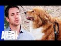 Is Your Dog's Leash Making Your Dog Fat? Is Your Dog's Leash Making Your Dog Fat?