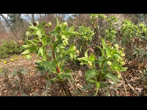 Video: Hellebore Toxicity: Ano ang Mangyayari Kung Ang Iyong Aso ay Kakain ng Hellebore Sa Hardin