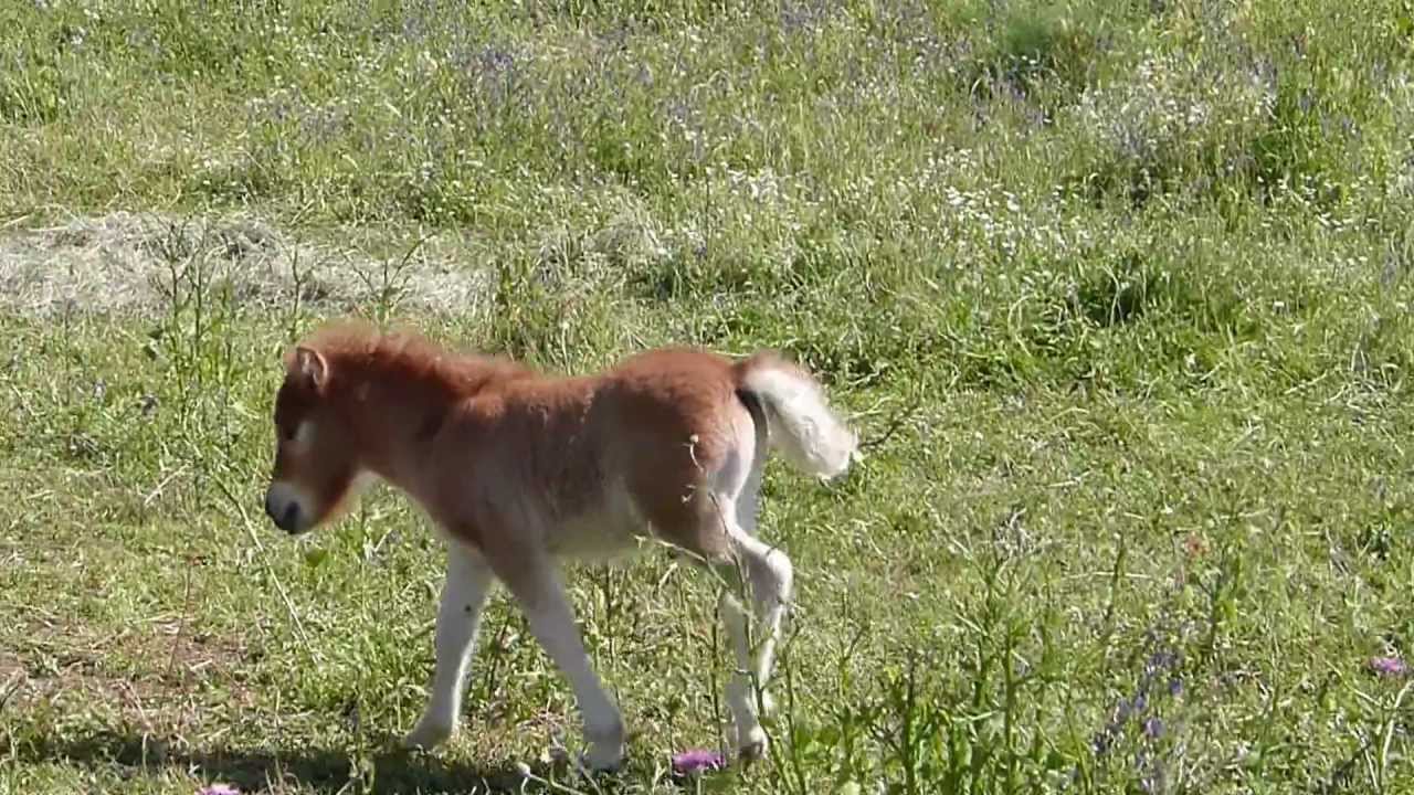 Poney Et Poulain Trop Mignons Hd Youtube