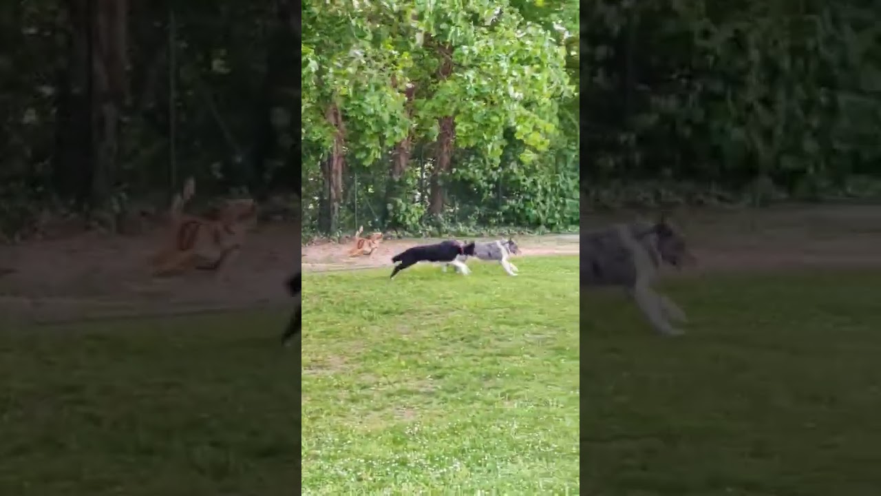 COQUIN, fin avril 2025 5