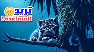 حيوانات طلبت المساعدة من البشر | رد فعل الحيوانات سيصدمك