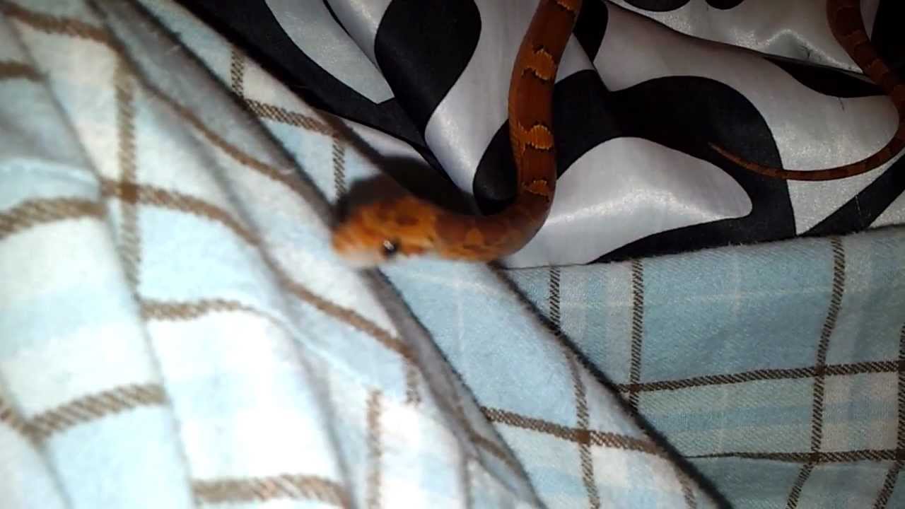 snake oil Rose Red (Blood Red Corn Snake) Update #6 + She's a Prowlin'