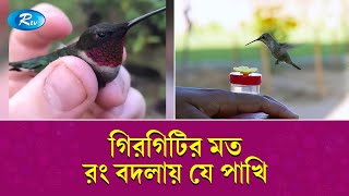 ৩৬ লাখ টাকা দামের পাখি | Most Expensive Bird | Expensive Bird | Rtv Exclusive News screenshot 1