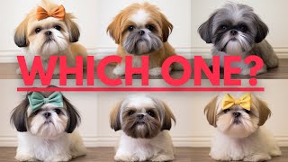 8 Types of Shih Tzu’s and How to Identify Them Properly