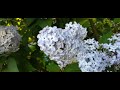 Библия. Евангелие от Иоанна. 8 гл. Алена Брем. Bible. Gospel of John. Chapter 8 read by Alena Brem