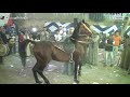ما احلى رقصه الحصان العربى على المزمار البلدى راااااائع 