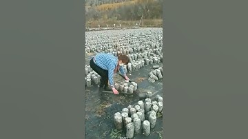 Loading and transplanting process of spawn seedlings Good tools improve efficiency #shorts