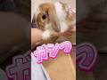 たれ耳うさぎのママ大好きホールドが可愛すぎる【ロップイヤー】#うさぎ #bunny #ホーランドロップ #ロップイヤー #shorts