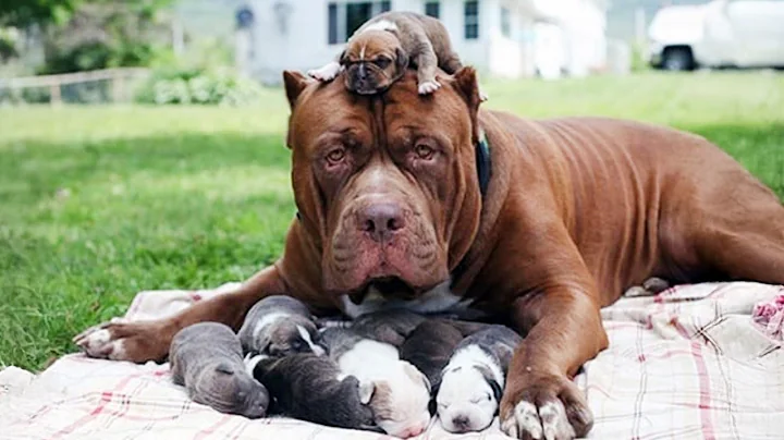 When A Mother’s Love Knows No Species, Even in Animals ❤️