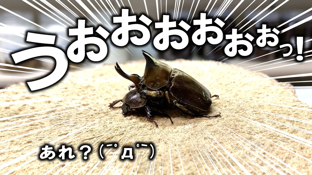 I tried to get the bugs to mate and it turned into a total
