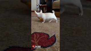 Мальчик чихуахуа в продаже 🐕"SAA KNL" Мальчик чихуахуа в продаже 🐕"SAA KNL"