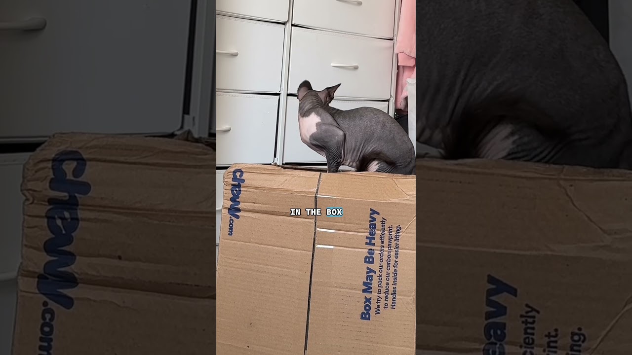 Chewy Unboxing with Eevee & Mulani! Let us know if yall have any recommendations for soft food 🥰